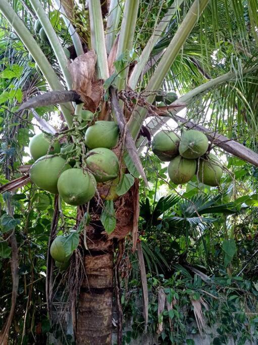 Puerto Viejo de Talamanca Green Papayaヴィラ エクステリア 写真